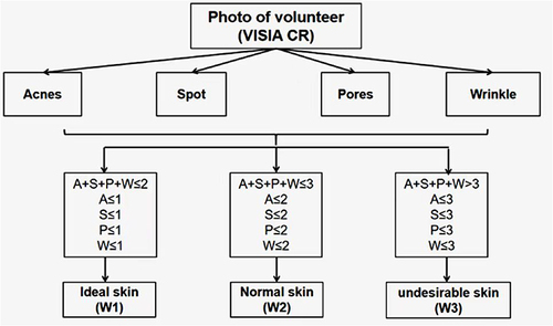 Figure 1 Customized scoring standard for “ideal skin” (W1), “normal skin” (W2) and “undesirable skin” (W3) groups; if acnes/spot/pores/wrinkles (A/S/P/W) gets three points, the total score, even if only have three points, is still in the undesirable skin group.