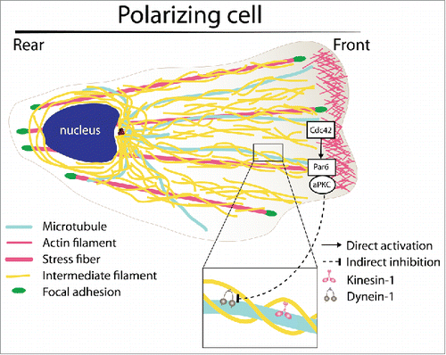 Figure 1. Schematics of intermediate filament (IF) organization and regulation during cell polarization. During wound-induced astrocyte polarization, IF transport is biased from the cell center toward the cell front. Such asymmetry results from a Cdc42- and atypical PKC-dependent inhibition of the dynein-mediated IF transport.