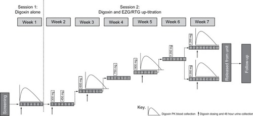 Figure 1 Study design of digoxin and EZG/RTG up-titration.