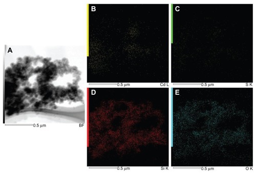 Figure 6 Energy-dispersive X-ray spectroscopy mapping of cadmium sulfide quantum dots coated with silica. (A) Transmission electron microscopy image. (B) Cadmium mapping. (C) Sulfur mapping. (D) Silicon mapping. (E) Oxygen mapping.