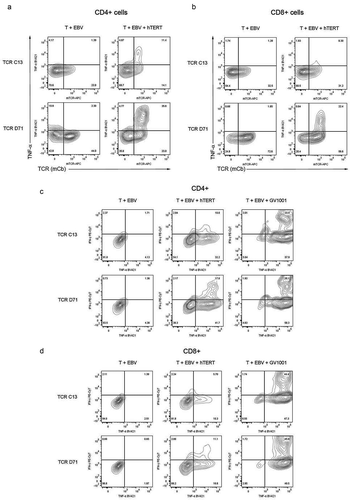 Figure 7. Correlation between TCR expression and response to hTERT.Same experiment as in Figure 6. Primary T cells were transfected with C13 or D71 and stimulated with irradiated EBV-transformed cells ± hTERT protein (2 μM) or peptide GV1001 (20 μM). The cultures were incubated overnight and analysed by flow cytometry. The expression of the transfected TCR (C13 or D71) was measured with a mAb recognizing the murine constant beta region (mCb) incorporated in the TCRs. (a) and (b) show flowcytometry stainings for the TCR (mCb), combined with TNFα. (c) and (d) show INFγ/TNFα stainings for TCR positive CD4+and CD8+ T cells, respectively.