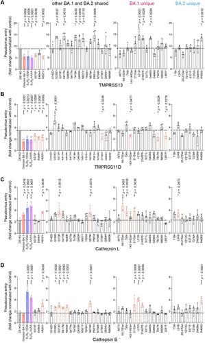 Figure 5. Spike determinants for the altered entry mechanism of Omicron BA.1 and BA.2. A-D. 293T cells were transfected with hACE2 or co-transfected with hACE2 and TMPRSS13 (A), TMPRSS11D (B), Cathepsin L (C), or Cathepsin B (D), followed by transduction with pseudoviruses expressing the indicated spike at 24 h post-transfection. Pseudovirus entry was quantified by measuring the luciferase signal (n = 4). Fold changes in the luciferase signal were normalized to the mean luciferase readouts of cells with only hACE2 overexpression. Data represent mean ± SD from the indicated number of biological repeats. Statistical significance was determined with one way-ANOVA. Data were obtained from three independent experiments. Each data point represents one biological repeat. * represented p < 0.05, ** represented p < 0.01, *** represented p < 0.001, and **** represented p < 0.0001. ns, not statistically significant.