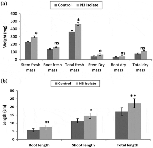 Figure 7. The growth analysis of green gram when treated with N3-based talc biofertilizer with non-treated control