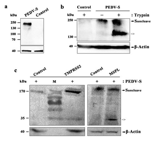 Figure 5. Proteolytic activation of PEDV S protein in Vero, Vero/TMPRSS2 and Vero/MSPL cells. (a) The expression of PEDV S genes in the Vero cells. Vero cells were transfected with PEDV-S plasmids (pCMV-HA-S encoding PEDV LJB/03 S protein with a HA tag) and the expression of PEDV S genes in the Vero cells were detected by western blot with anti-HA monoclonal antibody after 72 h post-transfection. Empty pCMV-HA plasmid as control. (b and c) Cleavage of PEDV S protein in Vero cells (with or with trypsin), Vero/TMPRSS2 and Vero/MSPL cells. Arrows indicate either uncleaved S protein (black arrows) or N-terminal cleavage S protein products (white arrow). Empty pCMV-HA plasmid as control.