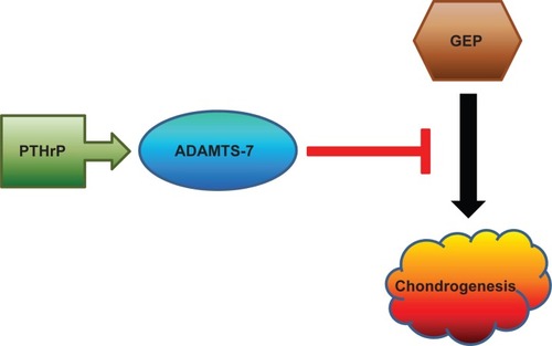 Figure 3 A proposed model for explaining ADAMTS-7-mediated inhibition of chondrogenesis. ADAMTS-7, a direct target of PTHrP, inhibits chondrogenesis by associating with GEP growth factor and inactivating its chondroinductive activity.