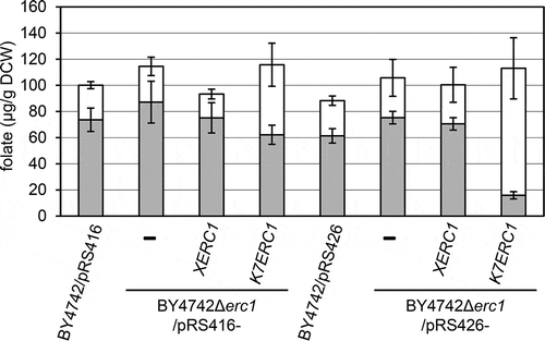 Figure 3. The sake yeast ERC1 allele contributed to an increase in the ratio of THF to the total folate content in sake yeast.