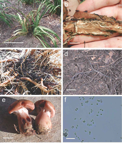 Fig. 1. Signs and symptoms of Armillaria root rot of daylily. a, Symptomatic plants were characterized by stunted, chlorotic leaves with scorched margins (bar = 25 cm). b, Necrotic crowns riddled with mycelial fans (bar = 2.5 cm). c, Rhizomorphs on the roots of symptomatic plants (bar = 2.5 cm). d, Rhizomorphs in the topsoil (bar = 2.5 cm). e, Armillaria basidiome from daylily beds that contained symptomatic plants (bar = 2.5 cm). f, Basidiospores measuring on average 6.25–7.50 μm × 5 μm (bar = 28 μm).