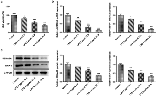 Figure 1. SEMA3A expression decreased in ATDC5 cells under LPS stimulation. (a) Cell viability was observed via CCK-8 assay following stimulation with LPS (5 ug/mL) for 6, 12 and 24 h. (b-c) SEMA3A and NRP-1 expression was detected by RT-qPCR and western blot following stimulation with LPS (5 ug/mL) for 6, 12 and 24 h. *P < 0.05, **P < 0.01, ***P < 0.001 vs. control