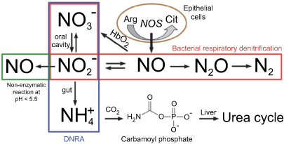 Figure 2 Nitrogen pathways in the human gut.