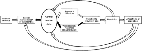 Figure 1. Schematic representation of the incentive motivation model. Empty arrows show unidirectional relationships, whereas filled arrows illustrate reciprocal relationships. The curved arrows represents feedback systems. For further details, see text. +, excitation. -, inhibition.