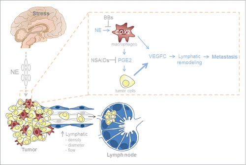 Figure 1. Chronic stress promotes the dissemination of cancer cells by remodeling lymphatic vasculature. Activation of the sympathetic nervous system increases levels of catecholamines, norepinephrine (NE), and/or epinephrine (E). Tumor-associated macrophages respond to NE/E by secreting inflammatory molecules such as prostaglandin E2 (PGE2), which drive the production of vascular endothelial growth factor C (VEGFC) in tumor cells. Tumor cell-derived VEGFC then facilitates lymphatic remodeling and metastasis. Various points in this signaling cascade can be targeted using drugs such as β-blockers (BBs) or non-steroidal anti-inflammatory drugs (NSAIDs).