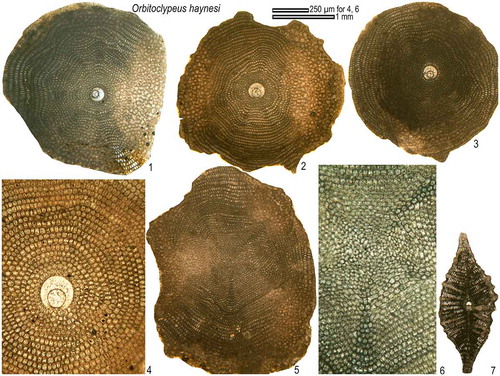 Figure 17. Equatorial and axial sections of Orbitoclypeus haynesi from the Fulra Limestone. 5–6, microspheric; others, megalospheric.1: FUL8–55, 2: FUL13–30, 3: FUL12–44, 4: FUL8–17, 5–6: FUL13–57, 7: FUL9–30.