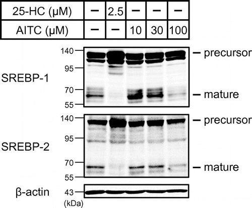 Fig. 2. AITC suppresses the processing of SREBP-1 and SREBP-2. Sterols in Huh-7 cells were depleted by incubating these cells in medium C for 16 h.