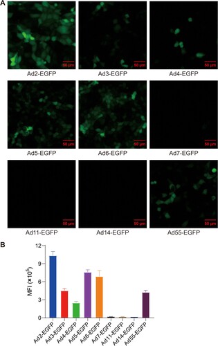 Figure 1. Infectivity of divergent human adenovirus serotypes in pig-derived cells as determined by a virus infection assay. (A) The infectivity of divergent serotypes of Ad-EGFP was determined in PK-15 cells. (B) The mean fluorescence intensity (MFI) of cells infected with divergent serotypes of Ad-EGFP. The cells were imaged under a fluorescence microscope at 24 h postinfection, and flow cytometry was used to examine the expression of EGFP. The data originated from three independent experiments. The MFI is represented by the mean ± SD.