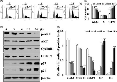 Figure 3. Effects of cytisine on the cell cycle distribution and cell cycle checkpoint related proteins in A549 cells. (A) Cells were treated with 26 μM cytisine for different time points (3, 6, 12, or 24 h), and stained with PI. DNA content was analyzed for cell cycle phase distribution using flow cytometry. (B) Protein expression levels of p21, p27, cyclin B1, and CDK1/2 were measured using western blotting, and β-actin was used as the internal control. The intensities of the bands were quantified using Image J (*p < .05, **p < .01, ***p < .001).