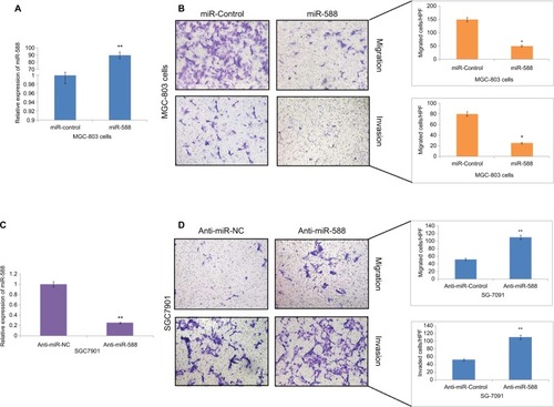 Figure 2 miR-588 exerted inhibitory effect on the invasion and migration of GC cells in vitro.Notes: (A) qRT-PCR study for the expression of miR-588 in MGC-803 cells followed by transfection using specific miRNA vectors (**P<0.01 compared to miR-control). (B) Cell migration and invasion by transwell chamber assay. Overexpression of miR-588 exerted an inhibitory effect on MGC-803 cells (*P<0.05 compared to miR-control). (C) qRT-PCR analysis for the expression of miR-588 was done in SGC-7901 cells after transfecting them with anti-miR-588 and negative control (**P<0.01 compared to anti-miR-NC). (D) Transwell chamber assay for the study of migration and invasion of SGC-7901 cells with knocked out miR-588. The extent of cell migration and invasion was distinctly improved in SGC-7901 cells (**P<0.01 compared to anti-miR-NC).Abbreviations: GC, gastric cancer; qRT-PCR, quantitative real-time reverse transcription-PCR; HPF, high power field.