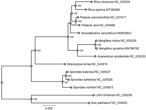 Figure 1. A maximum likelihood (ML) tree of 12 Anacardiaceae species based on alignment of 79 plastome genes. Acer palmatum and Litchi chinensis are used as outgroup. The numbers on branches are bootstrap support values.