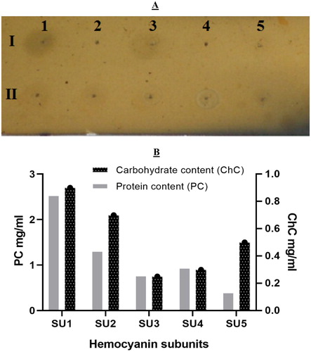 Figure 2. Carbohydrate analysis of haemocyanin subunits. (A) Orcinol–sulphuric acid test of E. verrucosa haemocyanin subunits eluted by HPLC and applied on a silica-gel plate. The spots on lane I are: 1 (2 mg/mL mannose); 2 (1 mg/mL mannose); 3 (0.5 mg/mL mannose); 4 (0.25 mg/mL mannose); 5 (0.1 mg/mL mannose). The spots on lane II are: 1 – SU1; 2 – SU2; 3 – SU3; 4 – SU4; 5 – SU5. (B) Carbohydrate and protein content of haemocyanin structural units of E. verrucosa haemolymph.