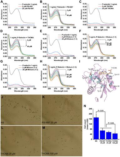 Figure 2 UV spectra of P-selectin influenced by the binding of THCMA and competitive binding of THCMA to P-selectin against PSGL1 expressed on HL60 cells. (A) UV spectra of sP-selectin and PSI-697 (2 μM, 20 μM). (B) UV spectra of increasing amount of PSI-697 with sP-selectin. (C) UV spectra of sP-selectin and THCMA (2 μM, 20 μM). (D) UV spectra of increasing amount of THCMA with sP-selectin. (E) UV spectra of sP-selectin and 1:1 mixture solution (THCMA:PSI-697 1:1, total 2 μM, 20 μM). (F) UV spectra of increasing amount of 1:1 mixture solution with sP-selectin. (G) UV spectra of sP-selectin and 1:3 mixture solution (THCMA:PSI-697 1:3, total 2 μM, 20 μM). (H) UV spectra of increasing amount of 1:3 mixture solution with sP-selectin. (I) Multiple P-selectin tyrosine residues located adjacent to the binding site of THCMA, perhaps attributable to the UV spectra changes of P-selectin. (J) Microscopy of HL60 cells adhered to fixed P-selectin treated with NS. (K) Microscopy of HL60 cells adhered to fixed P-selectin treated with 25 μM PSI-697. (L) Microscopy of HL60 cells adhered to fixed P-selectin treated with 25 μM THCMA. (M) Microscopye of HL60 cells adhered to fixed P-selectin treated with 100 μM THCMA. (N) HL60 cell numbers adhered to the fixed P-selectin on ELISA plates in the presence and absence of THCMA and PSI-697.