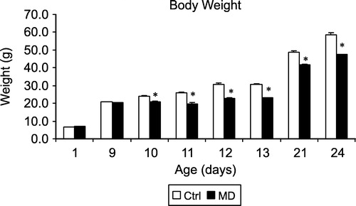 Figure 1 Body weight of MD and Ctrl rats from postnatal one to postnatal day 24. The data are a summary of a large series of animals. The total number are: pnd1: Ctrl N = 159, MD N = 151; pnd9: Ctrl N = 196, MD N = 183; pnd10: Ctrl N = 188, MD N = 166; pnd11: Ctrl N = 16, MD N = 16; pnd12: Ctrl N = 16, MD N = 16; pnd13: Ctrl N = 16, MD N = 16; pnd9: Ctrl N = 175, MD N = 155; pnd24: Ctrl N = 16, MD N = 13. Values are mean ± SEM. * represents a significant difference between MD and Ctrl groups.