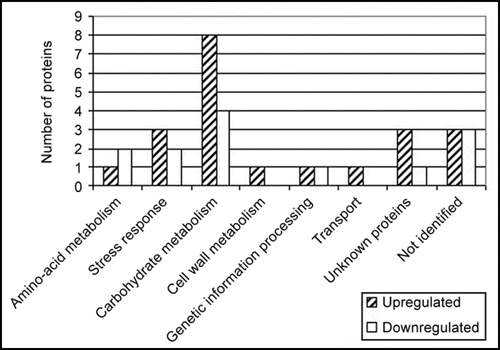 Figure 1 Functional categories of identified proteins from roots. Identified proteins were categorized into functional groups. Proteins involved in more than one process were assigned to more than one categorical group. The number of proteins in each categorical group is presented here.
