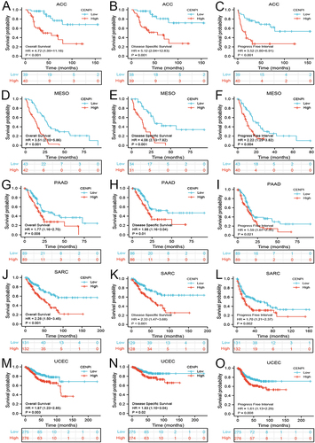 Figure 4 Correlation between CENPI expression and the prognosis outcomes (OS, DSS, and PFI) of different cancers. (A–C) ACC; (D–F) MESO; (G–I) PAAD; (J–L) SARC; (M–O) UCEC.