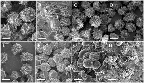 Figure 3. SEM photos of basidiospores. (A) Lactarius atromarginatus, (B) L. austrotorminosus, (C) L. kesiyae, (D) L. tabidus, (E) L. vietus, (F) Lactifluus acicularis, (G) Lf. pilosus, and (H) Lf pinguis. Scale bar =5 μm.