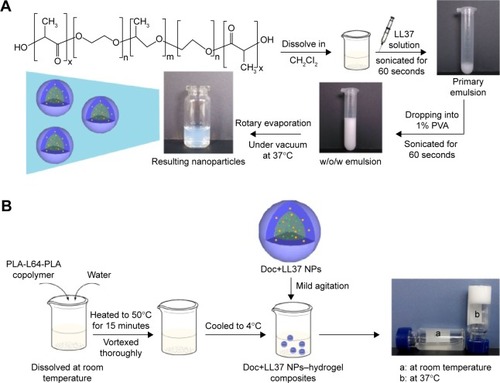 Figure 1 Preparation schemes of NPs and NPs–hydrogel composite.Notes: (A) Preparation scheme of Doc+LL37 NPs; (B) schematic representation of the Doc+LL37 NPs–hydrogel composite preparation.Abbreviations: Doc, docetaxel; NPs, nanoparticles; PVA, polyvinyl alcohol; PLA, polylactic acid.