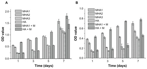 Figure 8 MTT assay results of cells, (A) ROS 17/1.8 and (B) MC3T3-E1, after cultivation with all types of scaffolds for 1, 3, 5, and 7 days.Notes: The cells were also cultured on MHA1 and HA under exterior magnetic fields, denoted as MHA1 + M and HA + M, respectively. The mean values were calculated from the average results of three samples, the error bars represent ± standard deviation.Abbreviations: MTT, 3-(4,5-Dimethylthiazol-2-yl)-2,5-diphenyltetrazolium bromide; MHA, magnetic nanoparticle hydroxyapatite scaffold; HA, hydroxyapatite scaffold; OD, optical density.
