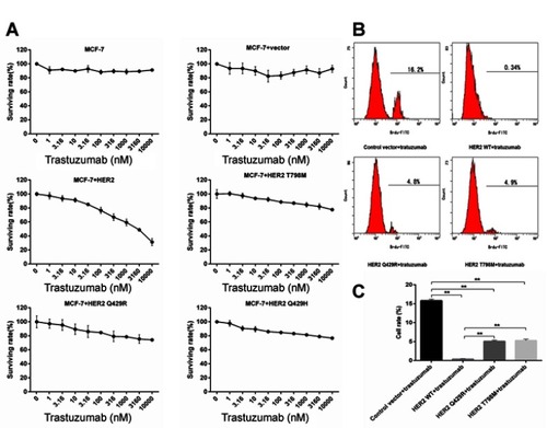 Figure 2 The effect of trastuzumab on the cell proliferation of HER2 Mutant MCF7 cells. (A) HER2 WT, HER2 Q429R, HER2 Q429H and HER2 T798M cells were treated with increasing concentrations of trastuzumab (1 μg/mL) for 4 days. CCK8 assay was performed at the end of treatment and dose–inhibition curves were produced by Graphpad Prism software. The experiment was performed at least three times at different times. Results are shown as percentage of control surviving rate. Error bars, SD. (B and C) Cell proliferation was determined using BrdU staining kit. Cells were treated with increasing concentrations of trastuzumab (1 μg/mL). The experiment was performed at least three times at different times. Results are shown as percentage of control surviving rate. Error bars, SD **P<0.01.