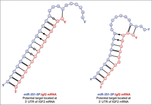 Figure 4. Predicted binding sites of miR-351 in the 3′-UTR of IGF2 mRNA.