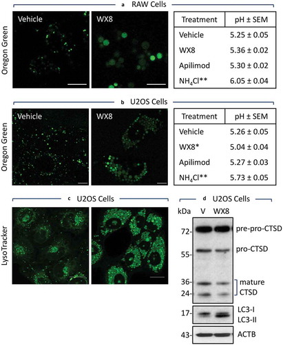 Figure 6. WX8 did not impair lysosomal acidity. (a) Mouse RAW 264.7 cells were cultured as previously described [Citation31], and pre-loaded with Oregon Green Dextran in preparation for ratiometric analysis of the pH of individual lysosomes. Cells were cultured for 4 h with vehicle, 1 µM WX8, or 50 mM ammonium chloride, or for 2 h with 0.2 µM apilimod. The results of 2 independent experiments were averaged together. Data were analyzed by one-way ANOVA and Tukey’s post-hoc test. **p < 0.0001. Bars: 10 µm. (b) Human U2OS cells were pre-loaded with Oregon Green Dextran in preparation for ratiometric analysis of the pH of individual lysosomes. The preloaded cells were then cultured as in (a). The results of 3 independent experiments were averaged together. Data were analyzed as in (a). *p = 0.0005, **p < 0.0001. (c) U2OS cells were cultured for 4 h in the presence of either vehicle or 1 µM WX8, and then live cells were stained with LysoTracker Green DND-26 according to the manufacturer’s instructions and viewed immediately by confocal microscopy. (d) U2OS cells were cultured for 4 h with vehicle (V), WX8 or 50 nM bafilomycin A1 (BafA1). Mature and immature CTSD, LC3-I, LC3-II, and ACTB proteins were identified by western immuno-blotting, under the same conditions, and detected with specific antibodies and by cofractionation with molecular mass markers (kDa).