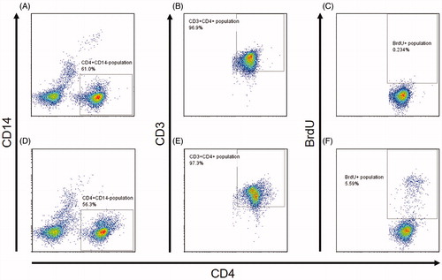 Figure 1. Gating strategy of flow cytometry for BrdU+ TH cells in PBMC stained with antibodies against CD3, CD4, and BrdU. (A–C) Representative results for cells with nontreatment control. (D–F) Representative results for cells treated with hA33. (A and D) PBMC gated for CD4+CD14− cells. (B and E) Cells from A and D gated for CD3+. (C and F) Cells from B and E gated for BrdU+. (F) Final selected population is BrdU+CD3+CD4+CD14− that correspond to TH cells that might proliferate in the assays.