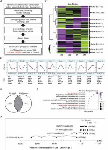 Figure 1. Identification of 1010001N08Rik as a candidate of heart development-associated LncRNA. (A) Screening strategy for the identification of 1010001N08Rik. (B) Hierarchical clustering for gene expression in 4 cardiomyocyte differentiation stages. ESC: embryonic stem cells, MES: mesoderm cells, CP: cardiac progenitor cells, CM: cardiomyocytes. (C) Gene expression profiles in 10 different clusters. (D) Venn diagram using the genes in cluster 9 with ASD associated genes. (E) GO analysis in 32 common genes. Heart-related terms are highlighted in red. Number of counts in colour scale, circle size indicates p-value from Fisher’s exact test. (F) Four RNA structures of 1010001N08Rik isoforms near the Gata6 gene