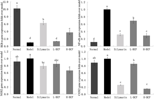 Figure 5 Gene expression of IΚB-α, NF-kB, NOS2, and COX2 in the liver. a–d Mean values with different letters in the same bar graph are significantly different (P < 0.05), per Tukey’s test. Normal: 0.9% normal saline gavage; Model: intraperitoneal injection of D-Gal/LPS; Silymarin: 100 mg/kg·bw gavage of silymarin, and intraperitoneal injection of D-Gal/LPS; L-BCP: 150 mg/kg·bw gavage of blood coral polysaccharides, and intraperitoneal injection of D-Gal/LPS; H-BCP: 300 mg/kg·bw gavage of blood coral polysaccharides, and intraperitoneal injection of D-Gal/LPS.