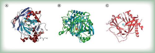 Figure 2.  The overall fold of the catalytic JmjC domain in iron- and 2-oxoglutarate-dependent histone demethylases and nucleotide hydroxylases. (A) Jmj prototype member JmjD2A (PDB ID: 2OQ7) in complex with Ni2+ (which replaces the endogenous Fe2+) and the 2-oxoglutarate competitive inhibitor N-oxalyl glycine (NOG). The double-stranded β-helical core elements are labeled I–VIII and colored cyan, the additional β-strands in blue and the helices in red. Ni2+ is shown as a green sphere and NOG as yellow sticks. (B) Overlay of the catalytic core (displayed are the active site metal, the Glu-His triad of active site residues and NOG) of human JmjD2A (green) compared to human ALKBH2 (PDB ID: 3BTX; light blue), indicating similar folding patterns of the catalytic domain. (C) Catalytic core of human methyladenosine demethylase FTO (PDB ID: 3LFM [Citation14]) demonstrating the double-stranded β-helical fold and including the active site metal (blue sphere).