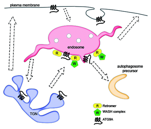 Figure 1. Model of retromer and WASH complex in autophagy. Retromer directly interacts with the WASH complex to recruit it to endosomes. Proper WASH complex localization is necessary for normal trafficking of ATG9A, which passes through various organelles prior to contributing to nascent autophagosomes. A PD mutation in a retromer component impairs WASH complex recruitment and the ability of ATG9A to traffic to autophagic compartments.