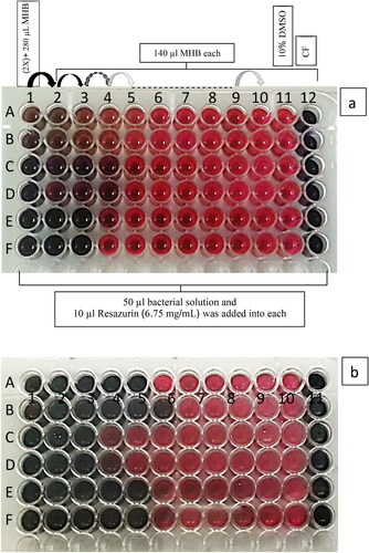 Figure 3. MIC determination of AgNPs (A and B), V. diospyroides cotyledon extract (C and D) and synergistic blend of both substances (E and F) against S. aureus (a) and B. subtilis (b) tested by broth microdilution and resazurin assay, with 2 replicate wells.