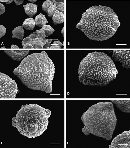 Figure 2 SEM images of the pollen ofJaborosa runcinata. A. General view of within sample variation. B. Equatorial view of pollen with incomplete reticulum, note large Ubisch body (arrow). C, D. Polar views of pollen grains with incomplete reticulate areas interspersed with a few gemmae. E. Pollen grain with gemmate‐granular ectexine, equatorial view. F. Pollen grain with granular ectexine, polar view. Scale bars – 10 µm.