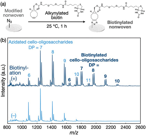 Figure 6. Conjugation of biotin to the polyolefin nonwoven with azidated cello-oligosaccharides via the click reaction. (a) Scheme for the conjugation. (b) MALDI-TOF mass spectra of azidated cello-oligosaccharides in the nonwovens before and after biotinylation.