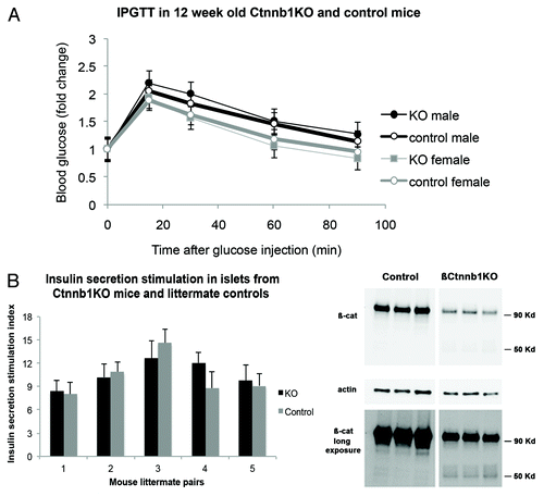 Figure 7. Effects of β-cell-specific Ctnnb1 deletion. (A) IPGTT performed 4 wk after TMX injection in male and female double-transgenic Ctnnb1KO, (Ctnnb1fl/fl:MIP1-CreERT[Tmx]) as well as control,Ctnnb1fl/fl[Tmx], show no statistically significant change (n = 5 in each group). (B) Insulin secretion stimulation index (amount of insulin secreted in KRB 16.7mM glucose divided by that secreted in KRB 2.8mM glucose) is unchanged in double-transgenic Ctnnb1KO compared with control littermates. No statistically significant differences between Ctnnb1KO and control mice were detected (n = 5 in each group). (C) western blots of islet extracts from Ctnnb1KO mice and controls stained with β-catenin and actin antibodies show depletion of 90 Kd β-catenin band in the brief exposure of the western blot (TOP PANEL), while longer exposure of the same blot (LOWER PANEL) shows the appearance of additional 50Kd band, as mentioned in the text (representative of 3 independent experiments).
