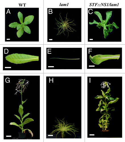 Figure 2. Functional complementation of lam1 mutant by maize NS1 CDS. (A, D and G) Wild type tobacco plant and leaf. (B, E and H) lam1 mutant plant and leaf. (C, F and I) Transgenic plant and leaf of lam1 mutant transformed with STF::NS1. Top panel, young plants; bottom panel, mature plants. Scale bars: 5 cm.
