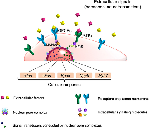 Figure 4. In cardiomyocytes, the number of nuclear pores complexes (NPCs) in the nuclear envelope is a developmentally regulated barrier for nuclear signal transduction. Extracellular signals activate receptors on the plasma membrane and initiate intracellular signaling cascades. These signaling molecules, including kinases and transcription factors, upon activation, are transported into the nucleus through NPCs and regulate downstream gene transcription, protein expression, and cellular response. Thus, via regulating signal transduction into the nucleus, the NPC number has a critical function in regulating the cardiomyocyte response to extracellular stimuli. This paradigm was demonstrated at the example of one G protein-coupled receptor (GPCR, endothelin receptor) and one receptor tyrosine kinase (RTK, fibroblast growth factor receptor), with four signaling pathways (ERK, p38, NFκB, c-Fos) and six transcripts (cJun, cFos, Nppa, Nppb, Myh7 and Myh6) [Citation33].