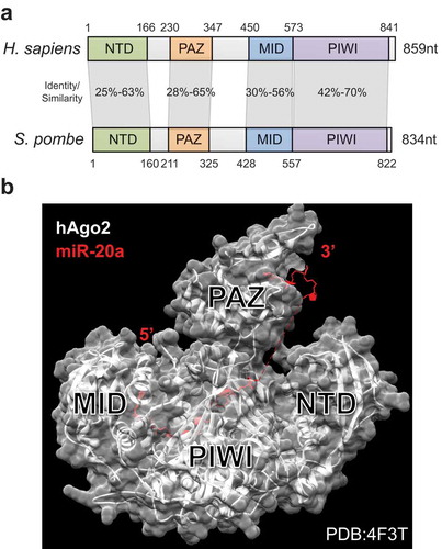 Figure 3. Structure of Argonaute. (a) Argonaute proteins are organized in 4 domains that are well-conserved from yeast to humans (>25% identity between S. pombe and H. sapiens). (b) Structure of human Argonaute (Ago2) in complex with miR-20a showing the binding of MID to the 5ʹ end of the small RNA, and of PAZ to the 3ʹ end [Citation97].