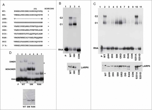 Figure 6. Effects of loop 3 mutations on binding. (A) Mutations of the loop 3 of the RRM of LARP6. Serine 251 is indicated by number and binding of the mutants to 5’SL is summarized to the right. (B) Binding of the HH mutant. HA-LARP6 (lane 2) and HH mutant (lane 3) were expressed in HEK293 cells and cell extract was used in gel mobility shift experiment. Lane 4 is extract of nontransfected cells (CON) and lane 1 is probe alone. Migration of 2 complexes (C1 and C2) is indicated. Bottom panel: expression of transfected proteins measured by western blot. (C) Binding of loop 3 mutants of HA-LARP6. Experiment as in B, except the mutants indicated were used. Bottom panel: expression of transfected proteins measured by protein gel blot. (D) Binding of SIM LR-ARP6 and RAN LR-LARP6. SIM and RAN mutations were introduced into LR-LARP6, proteins purified from (E) coli and binding analyzed by gel mobility shift. P; 5’SL RNA probe alone, WT; binding of 2 samples containing WT LR-LARP6, SIM; binding of 2 samples of SIM LR-LARP6, RAN; binding of 2 samples of RAN LR-LARP6. Asterisks indicate nonspecific bands. Protein preparations are shown in the bottom panel.