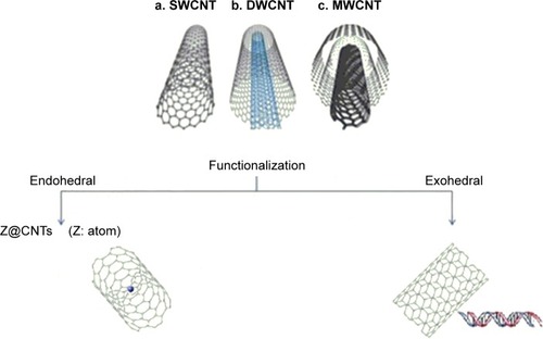 Figure 35 CNTs.Citation199–Citation205Abbreviations: CNTs, carbon nanotubes; DWCNT, double-walled carbon nanotube; MWCNT, polyhedral carbon nanotube; SWCNT, single-walled carbon nanotube.