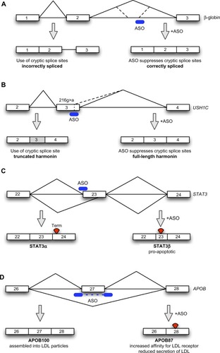 Figure 1 Schematic depiction of antisense-mediated splicing modulation approaches.