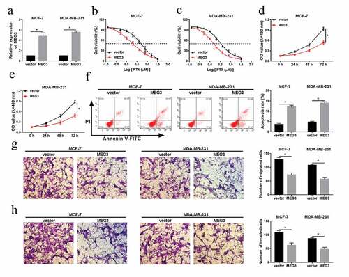 Figure 2. Overexpression of MEG3 could promote cell apoptosis, suppress proliferation, migration, invasion, and the IC50 of PTX in MCF-7 and MDA-MB-231 cells. (a-h) MEG3 or vector was transfected into MCF-7 and MDA-MB-231 cells, (a) and qRT-PCR analysis for the level of MEG3 in vitro. (b and c) The IC50 of PTX after MEG3 upregulation in breast cancer cells. (d and e) The impact of MEG3 overexpression on cell proliferation in MCF-7 and MDA-MB-231 cells. (f) Flow cytometric analysis for the change of cell proliferation after transfection with MEG3 or vector. (g and h) The ability of cell migration and invasion in breast cancer cells. *P < 0.05