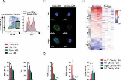 Figure 6. Gene expression analyses in autophagy-deficient epithelial cells. (A) GFP-LC3 mice were immunized as described in Figure E1C. Identification of lung epithelial cells (PTPRC/CD45 – PECAM1/CD31 – EPCAM+ cells). Representative FACS histogram plots of GFP-LC3 expression in lung epithelial cells. Frequencies of GFP-LC3-positive cells and mean fluorescence intensity (MFI) of GFP-LC3 in lung epithelial cells (n = 4–5/group). (B) Confocal microscopy images of isolated lung epithelial cells from GFP-LC3 mice. (C) Heat plot showing alteration of depicted genes in lung epithelial cells in atg5−/− obese mice and WT obese mice (P < 0.05, n = 4). FACS-purified lung epithelial cells from atg5−/− and WT obese mice immunized with HDM were quantified using the Nanostring nCounter technology. (D) Relative mRNA expression of lung epithelial cells (n = 3–5/group). Data are expressed as the mean ± SEM. P-values were calculated using two-way ANOVA test post hoc test with the Tukey’s multiple comparison test. *, P < 0.05.