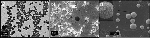 Figure 5. The SEM images of AP-1(a) and HPP-1 (b and c) block copolymers films showed spherical micelles-like morphology